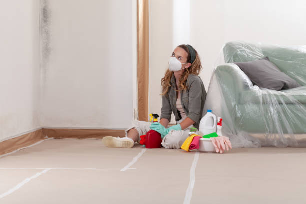 Reliable Mold Remediation contractor in Whitehall, MI by Cheap Mold Removal
