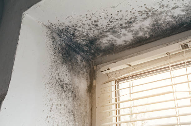 Trusted Basement Mold Remediation service in Whitehall, MI - Cheap Mold Removal